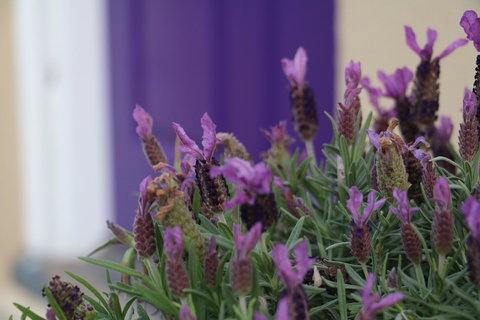 The Purple Door On Seaview - Darwin Holiday 0