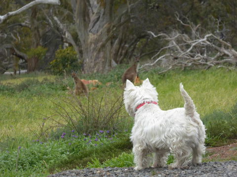 Molly's Chase - Darwin Holiday 27