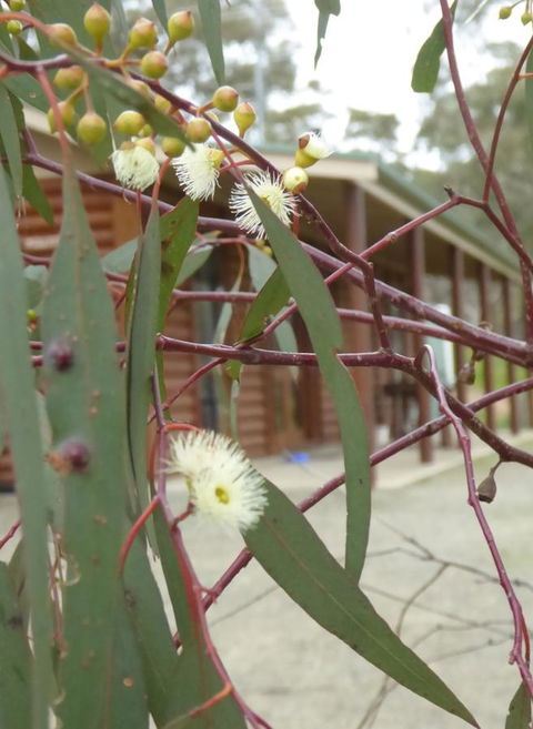 Molly's Chase - Darwin Holiday 9