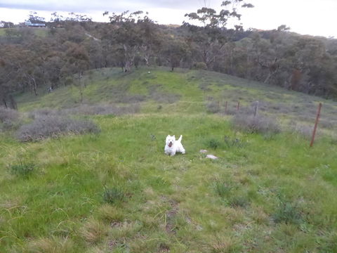 Molly's Chase - Darwin Holiday 22