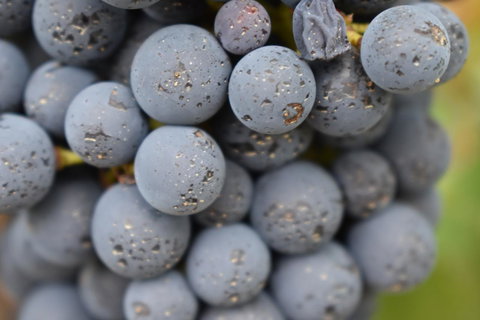 A Coonawarra Experience - Darwin Holiday 23