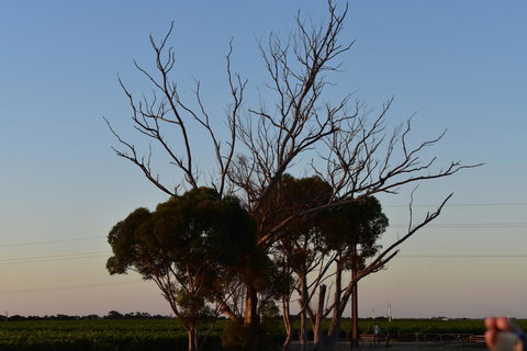 A Coonawarra Experience - Darwin Holiday 24