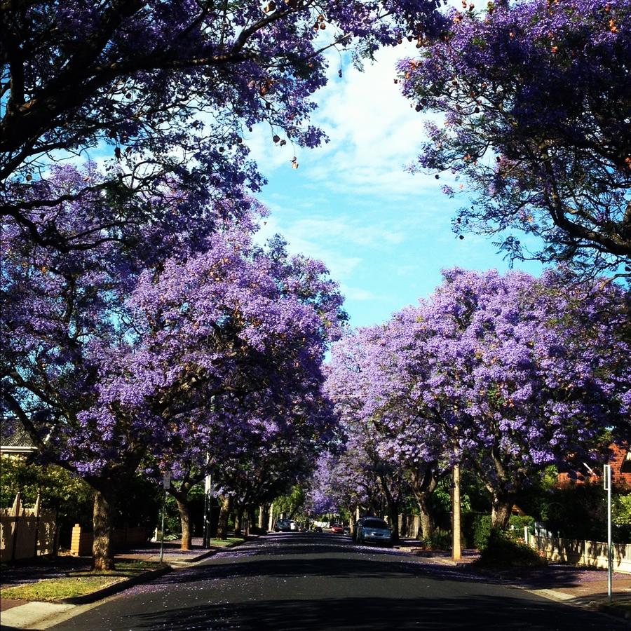Wayville SA Darwin Holiday