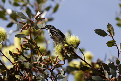 Cape Jervis Holiday Units - Darwin Holiday 9