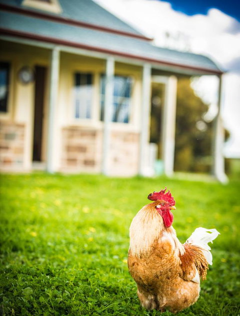 Barossa Vineyard Cottages - Darwin Holiday 39