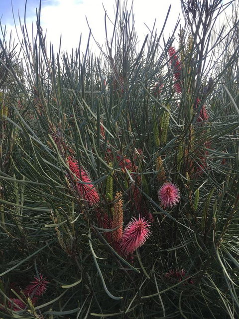 Adelaide Style Accommodation-Close To City-North Adelaide-3 Bdrm- FREE Parking - Darwin Holiday 42