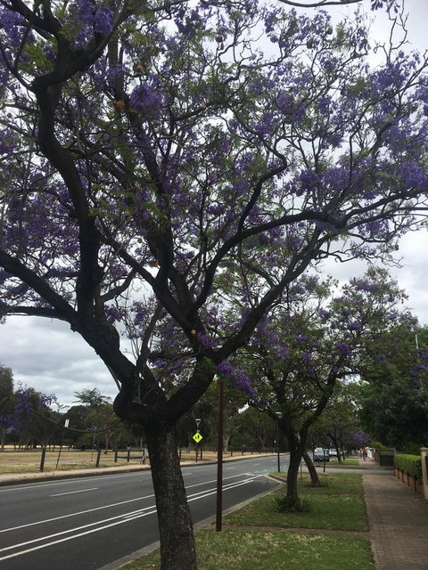 Adelaide Style Accommodation-Close To City-North Adelaide-3 Bdrm- FREE Parking - Darwin Holiday 34