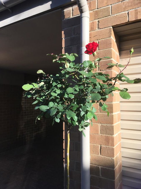 Adelaide Style Accommodation-Close To City-North Adelaide-3 Bdrm- FREE Parking - Darwin Holiday 21