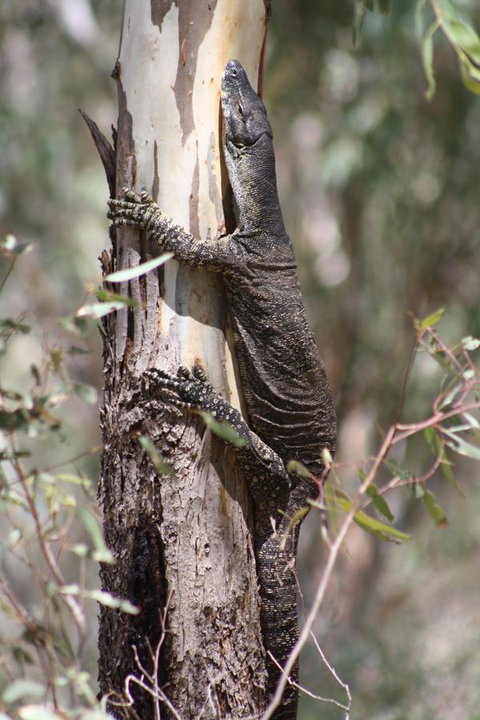 Rabbiters Hut - Darwin Holiday 30