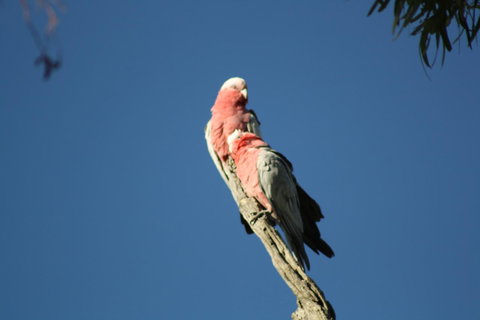 Rabbiters Hut - Darwin Holiday 27