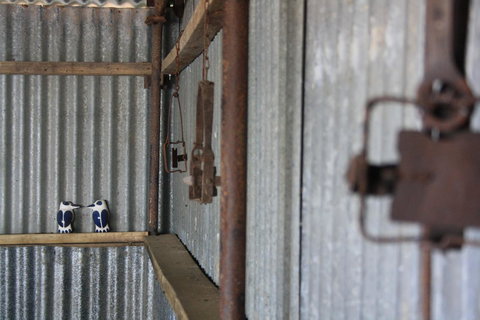 Rabbiters Hut - Darwin Holiday 11