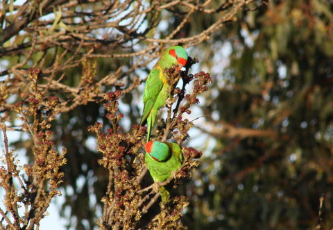 Rabbiters Hut - Darwin Holiday 32