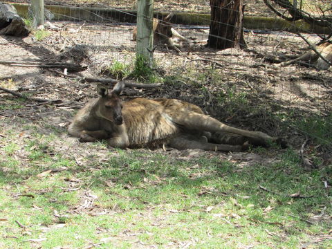 Lazy Days Cottage - Victor Harbor - Darwin Holiday 11
