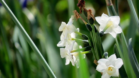 The Pig And Whistle - Darwin Holiday 21