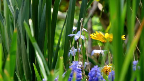 The Pig And Whistle - Darwin Holiday 22