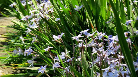 The Pig And Whistle - Darwin Holiday 24