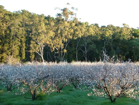 Taralee Orchards - Darwin Holiday 5