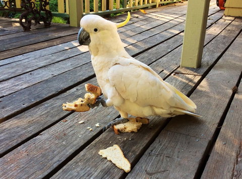 Aldgate Valley Bed And Breakfast - Darwin Holiday 40