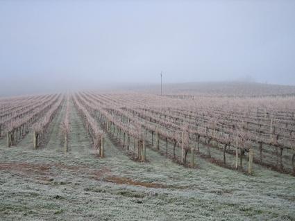 Vineyard Cottage BnB - Darwin Holiday 12