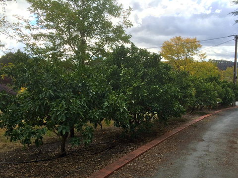 Vineyard Cottage BnB - Darwin Holiday 11