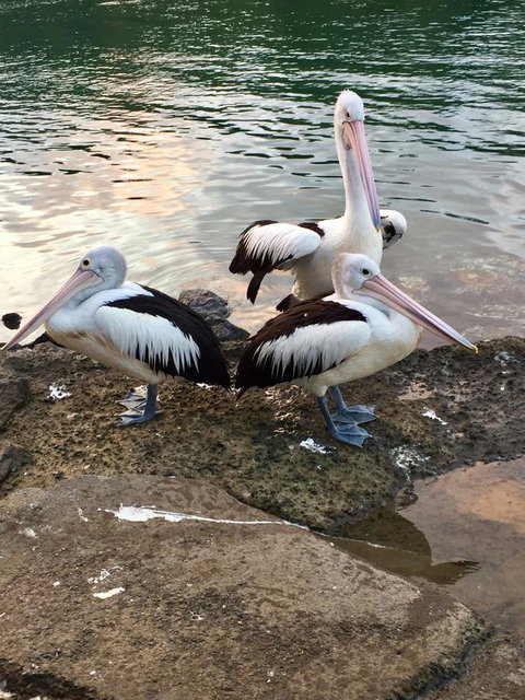 Brunswick Heads Treetop Studio - Darwin Holiday 26