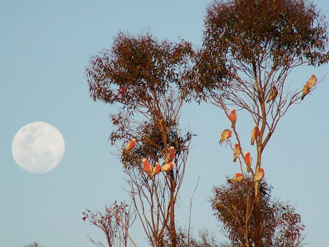 Burra Motor Inn - Darwin Holiday 28