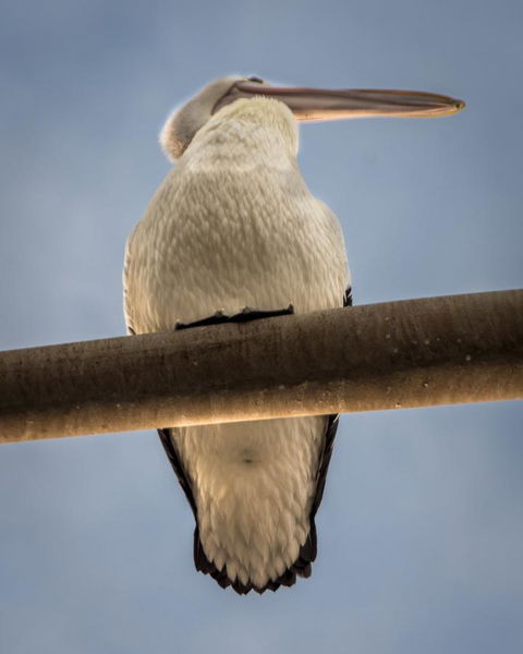 Penthouse On The Promenade - Darwin Holiday 16