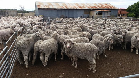 Rosie\'s - Darwin Holiday 21