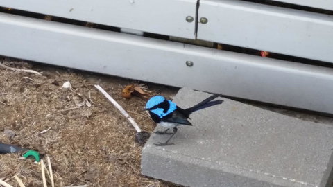 Rosie\'s - Darwin Holiday 13