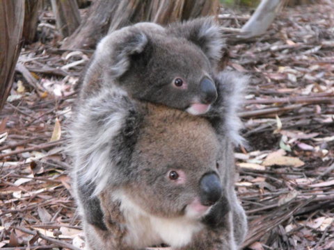 Discovery Parks - Kangaroo Island - Darwin Holiday 34