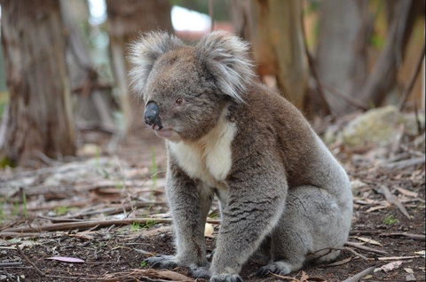 Discovery Parks - Kangaroo Island - Darwin Holiday 38