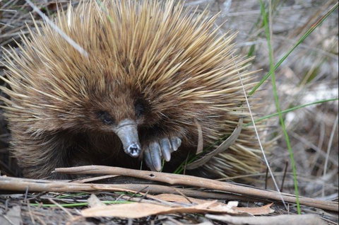 Discovery Parks - Kangaroo Island - Darwin Holiday 37