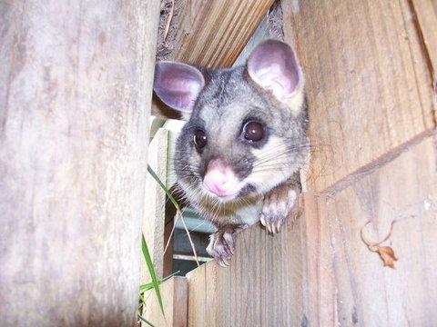 Discovery Parks - Kangaroo Island - Darwin Holiday 39