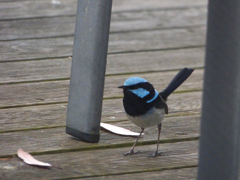 Saar River House - Darwin Holiday 3