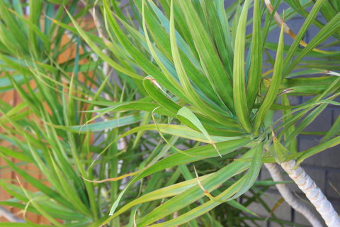 My Port Lincoln Place - Darwin Holiday 20