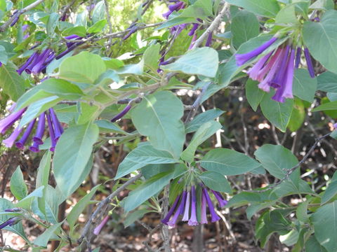A Secret Garden - Darwin Holiday 11