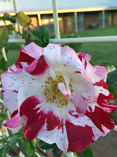 Coonawarra Place Motor Inn - Darwin Holiday 4