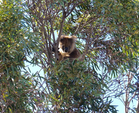 The Cape - Darwin Holiday 5