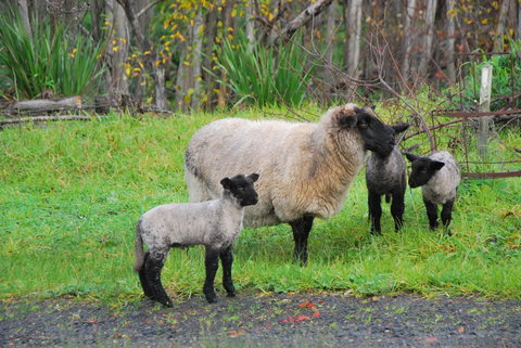 Back Valley Farmstay Bed And Breakfast - Darwin Holiday 13