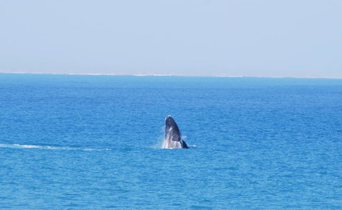 Back Valley Farmstay Bed And Breakfast - Darwin Holiday 21