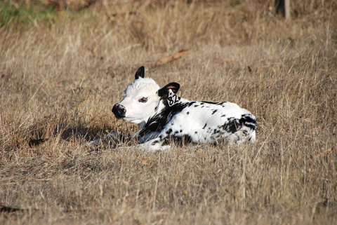 Back Valley Farmstay Bed And Breakfast - Darwin Holiday 12