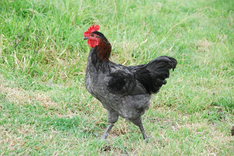 Back Valley Farmstay Bed And Breakfast - Darwin Holiday 17