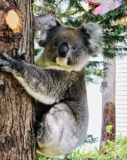 Aldgate Creek Cottage Bed And Breakfast - Darwin Holiday 9
