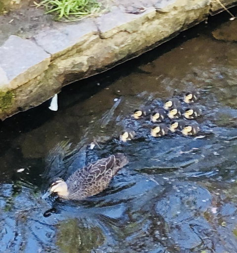 Aldgate Creek Cottage Bed And Breakfast - Darwin Holiday 25