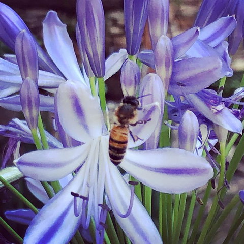 Aldgate Creek Cottage Bed And Breakfast - Darwin Holiday 20