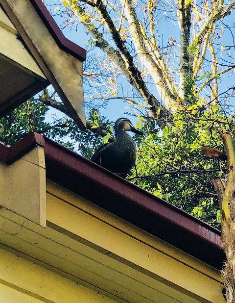 Aldgate Creek Cottage Bed And Breakfast - Darwin Holiday 26