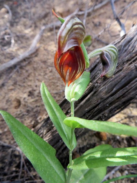Kanga Cottage - Darwin Holiday 28