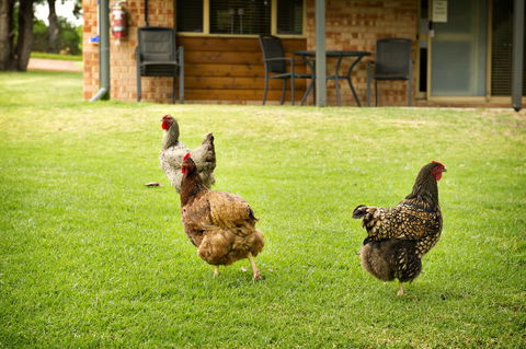 Peppermint Brook Cottages - Darwin Holiday 12
