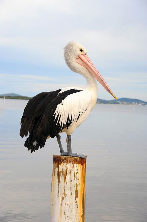 Hotel Nelson - Darwin Holiday 29
