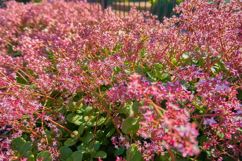 Hunter Oasis - Darwin Holiday 37